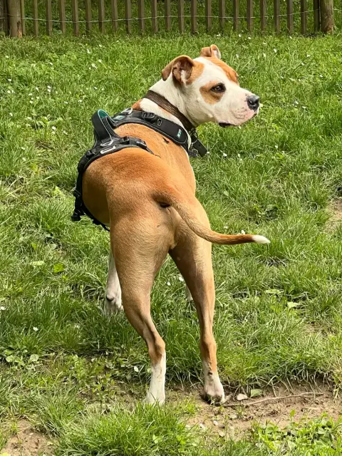 THORUS cherche sa nouvelle famille photo 5