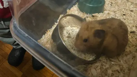 Hamster