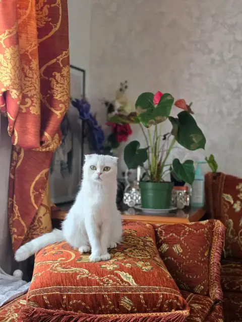 Adopter Magnifique chatte Scottish