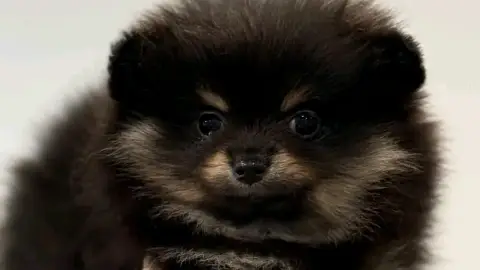 Donnnation mignonne chiot Spitz nain