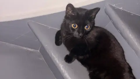 Liefdevolle thuis gezocht voor deze prachtige 5-jarige kattin 🐱❤️