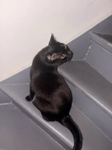 Liefdevolle thuis gezocht voor deze prachtige 5-jarige kattin 🐱❤️ photo 2