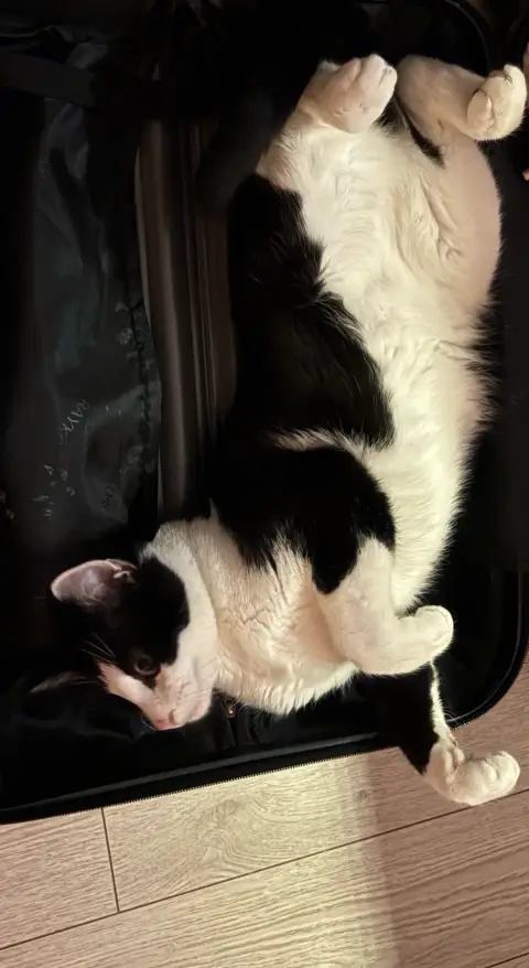 Chat de photo 5