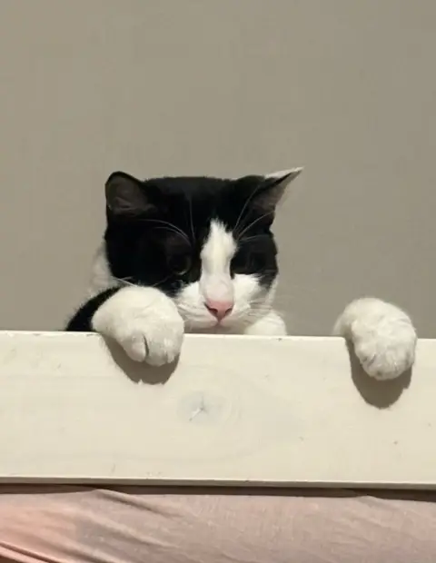 Chat de photo 6