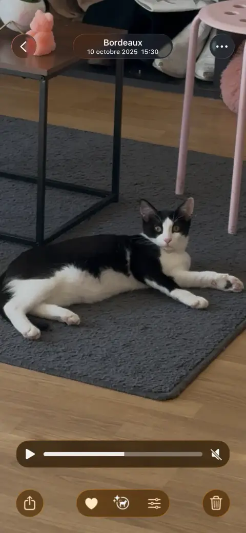 Chat de photo 4