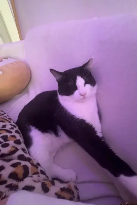 Chat de photo 2