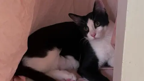 Chat de 1 an