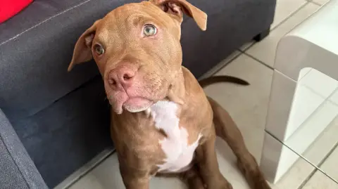 Nous recherchons une nouvelle famille Pour notre chien Spyke