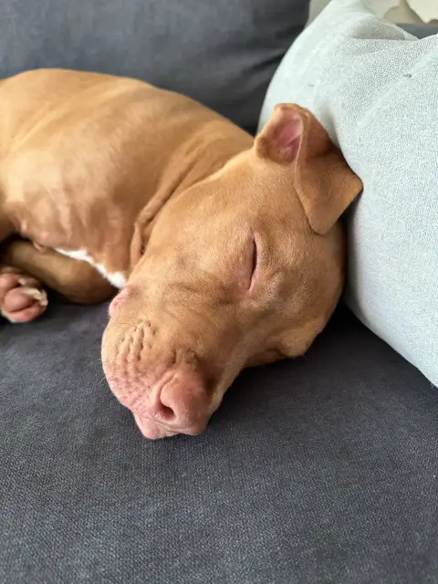 Nous recherchons une nouvelle famille Pour notre chien Spyke photo 3
