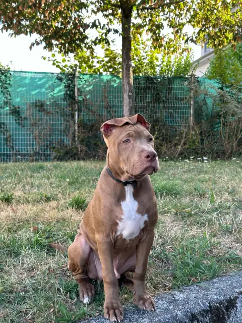 Nous recherchons une nouvelle famille Pour notre chien Spyke photo 2