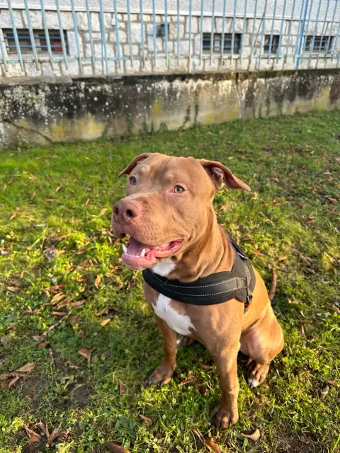 Nous recherchons une nouvelle famille Pour notre chien Spyke photo 6