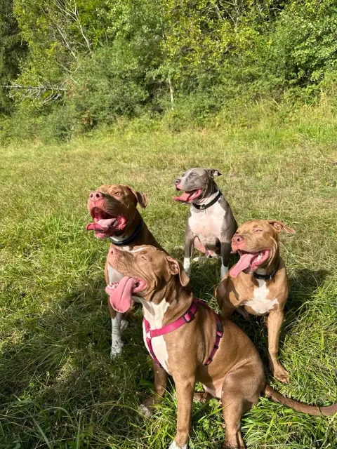Nous recherchons une nouvelle famille Pour notre chien Spyke photo 4