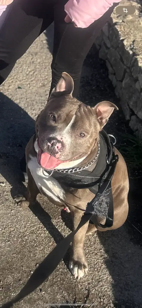 Mon chien cherche sa famille pour la vie – Nîmes photo 2