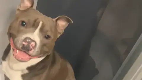 Mon chien cherche sa famille pour la vie – Nîmes