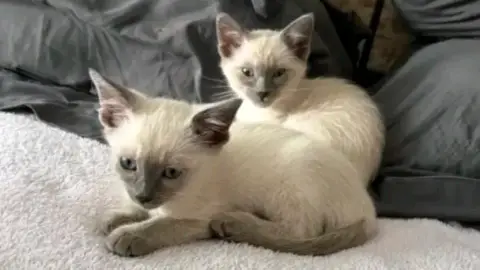 Don de 2 chatons siamois