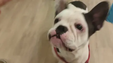 Bouledogue Français photo 3