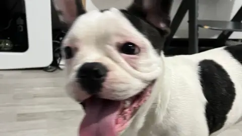 Bouledogue Français