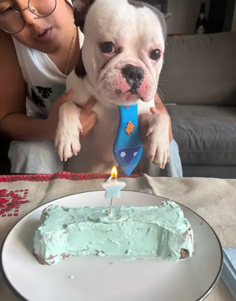 Don bouledogue français photo 4