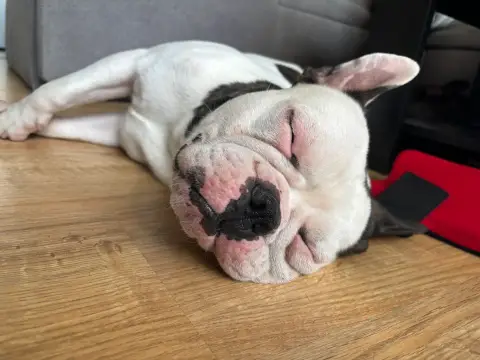 Don bouledogue français photo 2