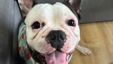 Don bouledogue français