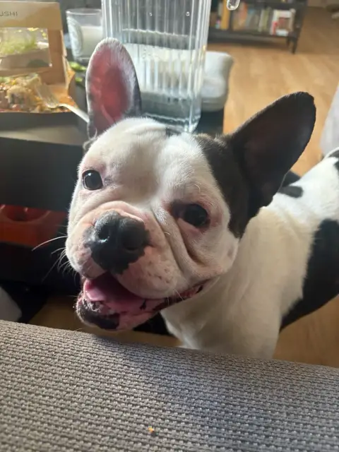 Don bouledogue français photo 2