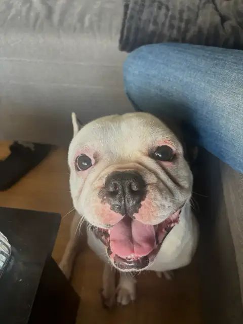Don bouledogue français photo 3