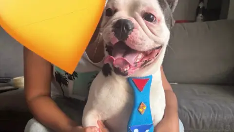 Don bouledogue français