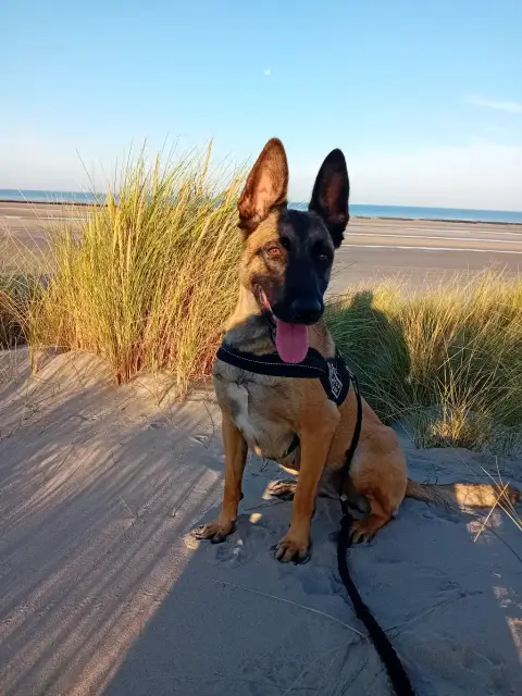 Cherche famille adaptée a un malinois photo 3