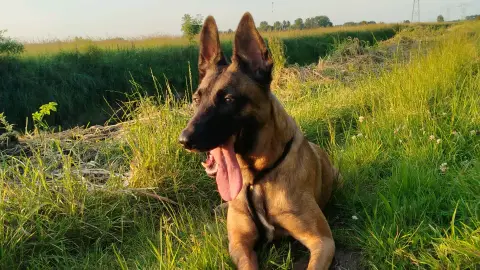 Adopter Cherche famille adaptée a un malinois