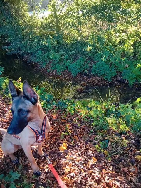 Cherche famille adaptée a un malinois photo 2