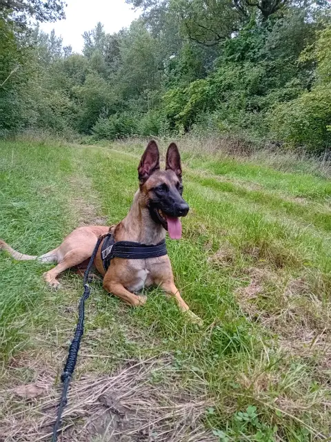 Cherche famille adaptée a un malinois photo 4