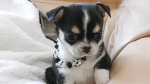 Donne chiot chihuahua