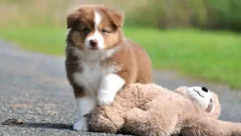 Chiot berger australien a adopté