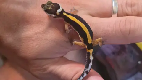 Gecko Leopard Juvenile