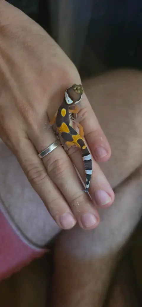 Gecko Leopard Juvenile photo 2