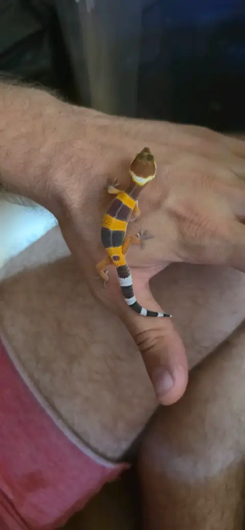 Gecko Leopard Juvenile photo 5