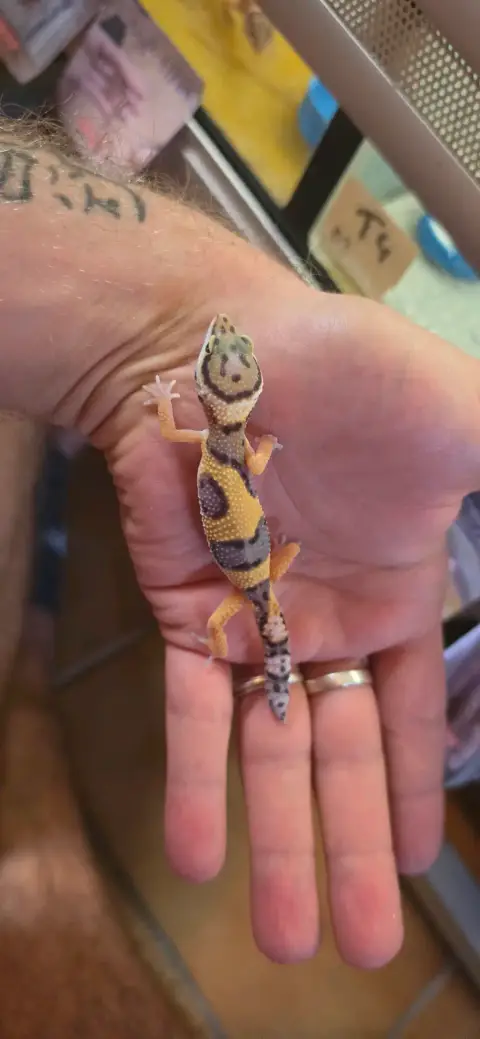 Gecko Leopard Juvenile photo 3