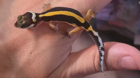 Gecko Leopard Juvenile