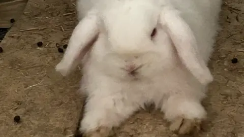 Lapin
