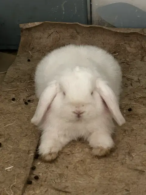 Lapin photo 2