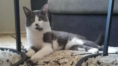 Don chat