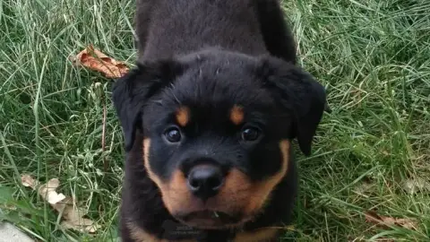 A la recherche d’une famille je suis un rottweiler je suis vacciner 🥹