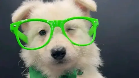 A donner superbe chiot berger blanc suise
