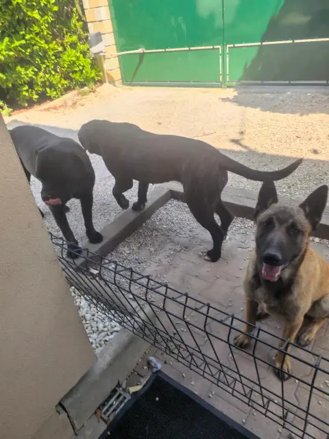 Jeune malinois de photo 2
