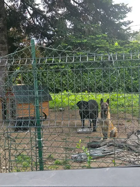 Jeune malinois de photo 6