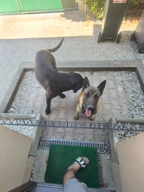 Jeune malinois de