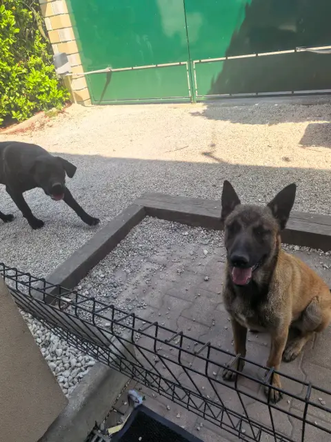 Jeune malinois de photo 3
