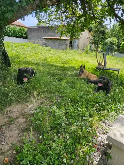 Jeune malinois de photo 5