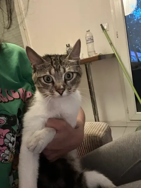 Donne chaton photo 4