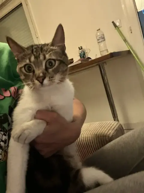 Donne chaton photo 2